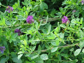 Lucerne SW Nexus C ubejd. 10kg